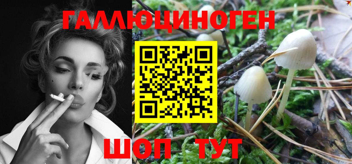 Тосно  Галлюциногенные грибы Psilocybine cubensis  Вход с VPN 